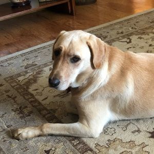 Meet your Posher, Lynn